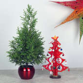 Xmas Gift Combo of Cyprus Plant and Decorative Pot