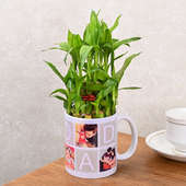 Bamboo Plant - Special Fathers Day Gift