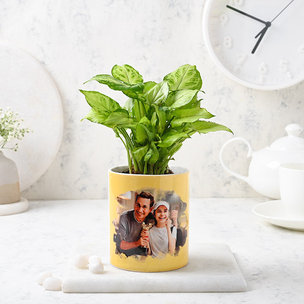 Dad Special Syngonium Plant Online