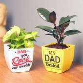 Golden Syngonium Plant for Dad