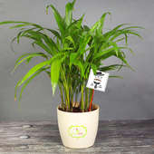 Areca Palm Plant Bamboo for Father