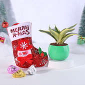 Dainty Chocolates With Sansevieria N Christmas Stocking