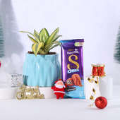 Dairy Milk Chocolate With Sansevieria N Christmas Decor