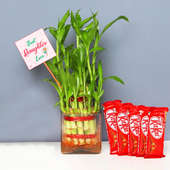 Chocolates with Lucky Bamboo for Daughter