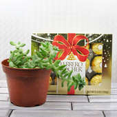 Plant and Chocolate combo for Christmas