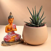 Desktop plants