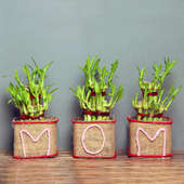 Dignified Bamboo Plant Gift For Mom