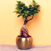 Ficus Microcarpa Bonsai Plant in Metallic Vase