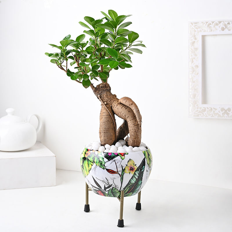 Delightful Bonsai Plant