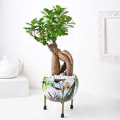Delightful Bonsai Plant Online