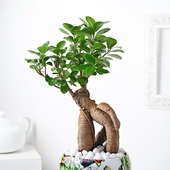 Buy Delightful Bonsai Plant Online