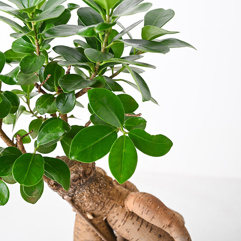 Send Delightful Bonsai Plant Online