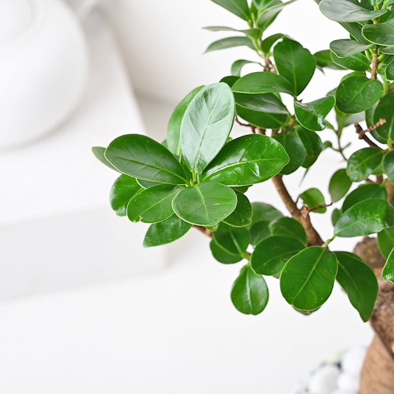 Delightful Bonsai Plant Online