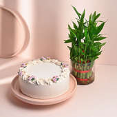 Delish Vanilla Cake With Lucky Bamboo Plant
