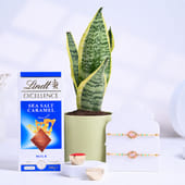 Designer Pastel Rakhi Duo With Plant N Chocolate