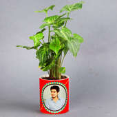 Designer Syngonium Green Plant