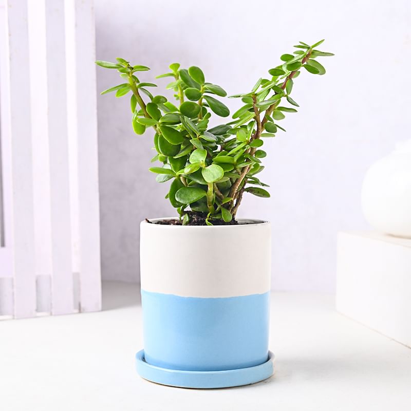 Desirous Jade Plant Online 