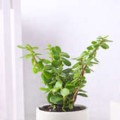 Buy Desirous Jade Plant Online 
