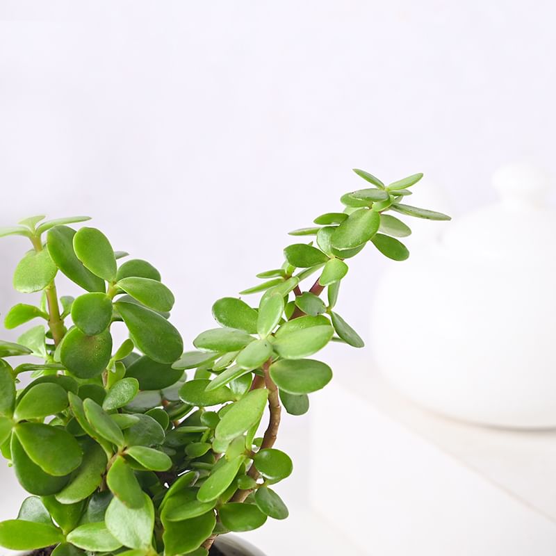 Send Desirous Jade Plant Online 