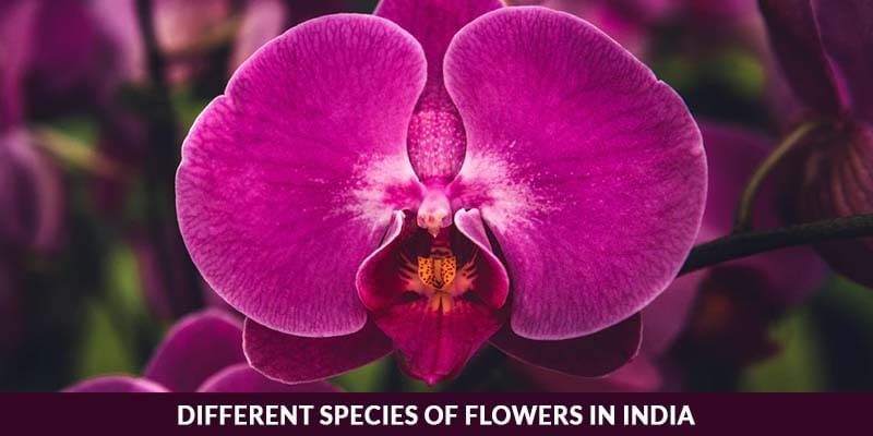 Different species of flowers in India