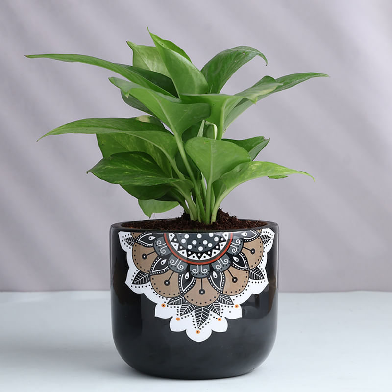 Product Image Video