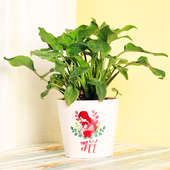 Divine Green Xanadu - A Plant Gift for Mom