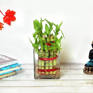 Divine Indoors Bamboo Plant