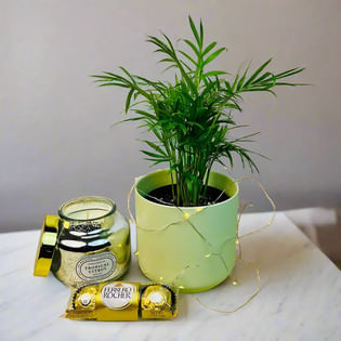 Citrus Glow N Green Gift Hamper