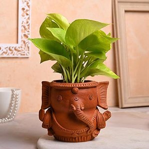 Diwali Plant Gift