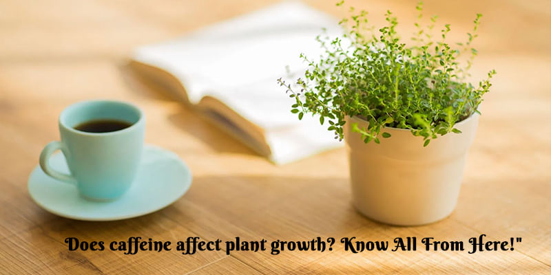 what affects plant growth