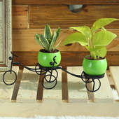 Double Air Purifiers - Good Luck Plant Indoors in Bicycle Vase