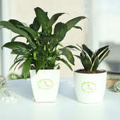 Combo of Peace Lily Plant and Snake Plant