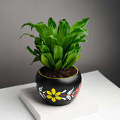 Dracaena Compacta Plant In Black Floral Pot