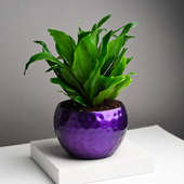 Dracaena Compacta Plant In Purple Metal Pot