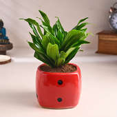 Dracaena In Red Dice Pot