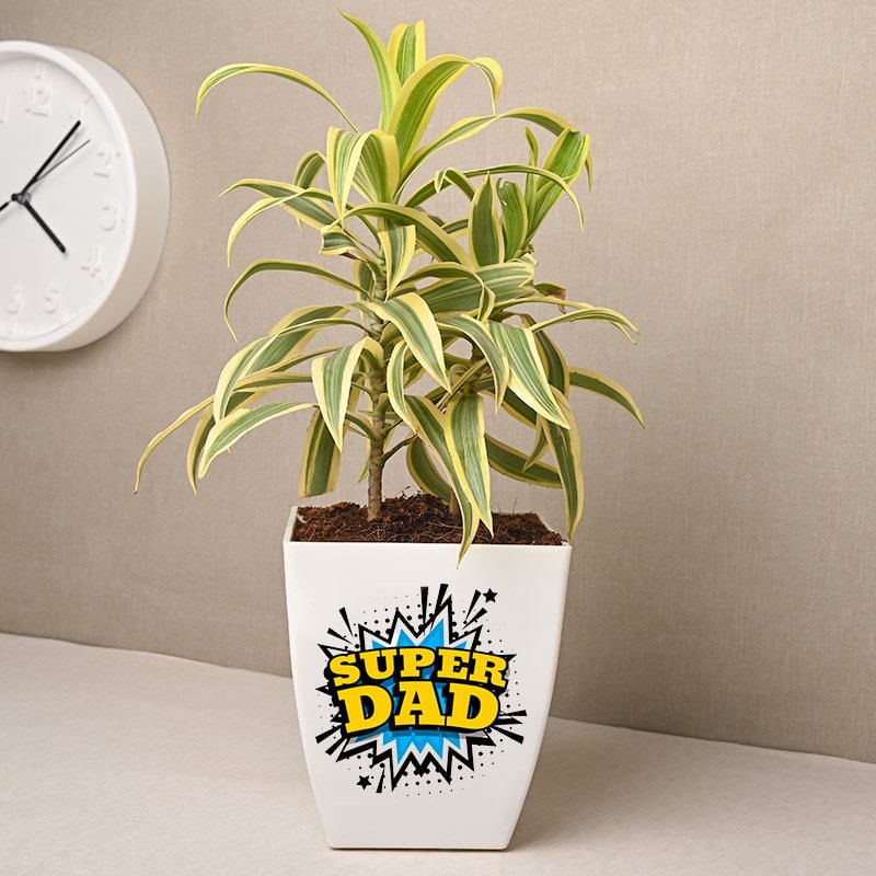 Dracaena Super Dad Shrub