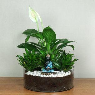 Dracena Compacta Plant And Peace Lily Combo