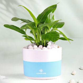 Dracena Compacta Plant And Peace Lily Combo
