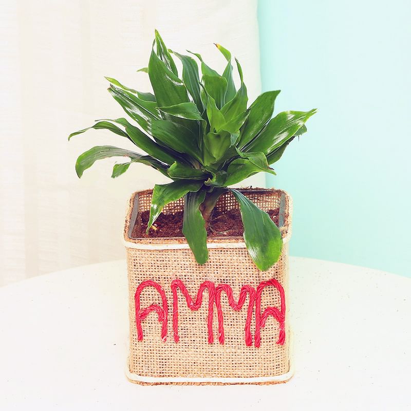 Jute Wrapped Dracena Plant in Glass Vase for Mom