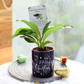 Dwarf Plant Mug Vase - Air Purifying Plant Indoors in Mug Printed Vase