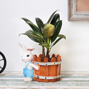 Dwarf Rubber Plant in Bunny Pot