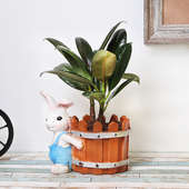 Dwarf Rubber Plant in Bunny Pot