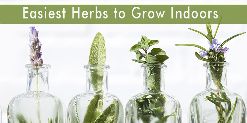 5 Easiest Herbs to Grow Indoors