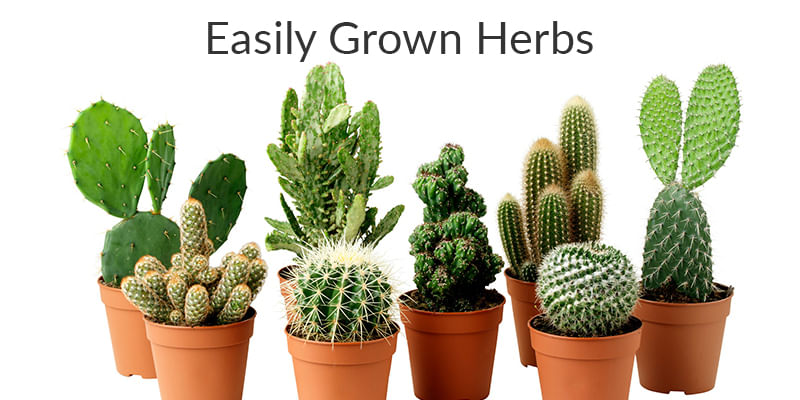 10 Easily Grown Herbs That are Good for Your Health