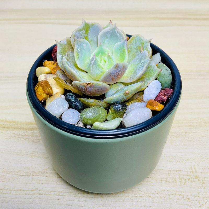 Echeveria Lola Plant In Green Pot