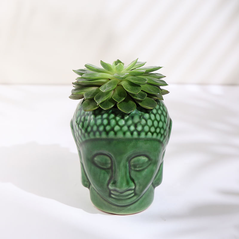 Eichveria Plant In Ceramic Buddha Pot