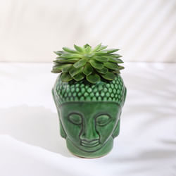 Eichveria Plant In Ceramic Buddha Pot