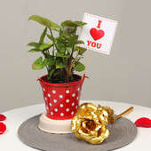 Syngonium Plant and Golden Rose Combo