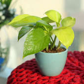 Elegant Golden Money Plant - Good Luck Plant Indoors in Micro Vase