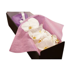 Elegant Ivory Orchids